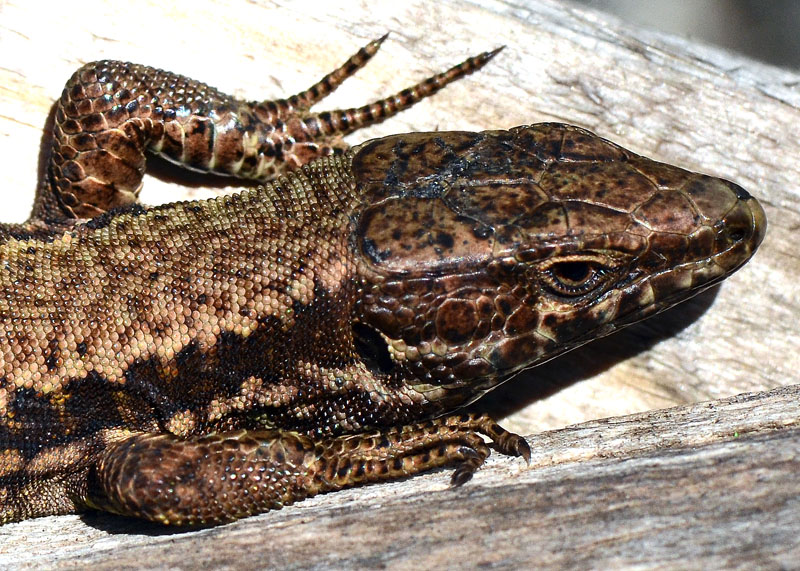 Podarcis muralis